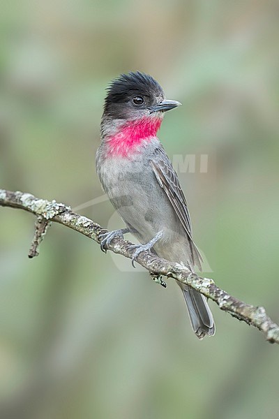 Adult male
Nuevo Leon, Mexico
May 2022 stock-image by Agami/Brian E Small,