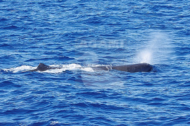 Sperm whale (Physeter macrocephalus) taken the 25/08/2022 at Toulon - Franc.e. stock-image by Agami/Nicolas Bastide,