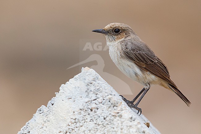 Arabian Wheatear (Oenanthe lugentoides), Adult female standing on a brick, Tawi Atayr, Dhofar, Oman stock-image by Agami/Saverio Gatto,