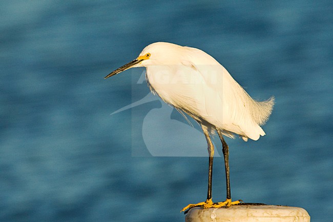 Amerikaanse Kleine Zilverreiger, Snowy Egret stock-image by Agami/Marc Guyt,