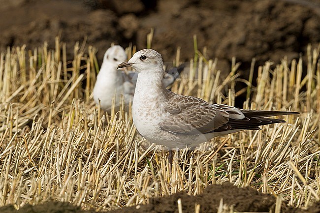 Stormmeeuw, Mew Gull, Larus canus ssp. canus, Germany, juvenile stock-image by Agami/Ralph Martin,