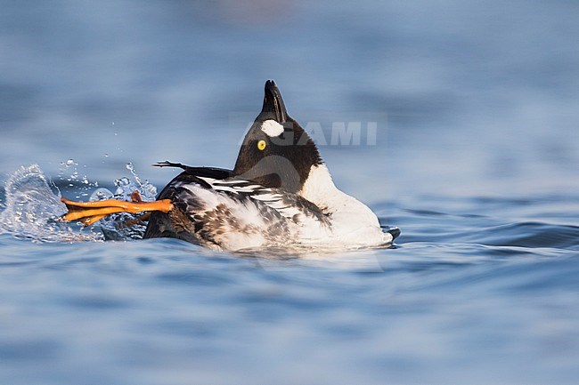 1st winter male Common Goldeneye (Bucephala clangula ssp. clangula) swimming in a lake in Germany. Displaying courtship behavior. stock-image by Agami/Ralph Martin,