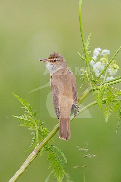 Great Reed Warbler (Acrocephalus arundinaceus), side view of an adult perched on a stem, Campania, Italy stock-image by Agami/Saverio Gatto,