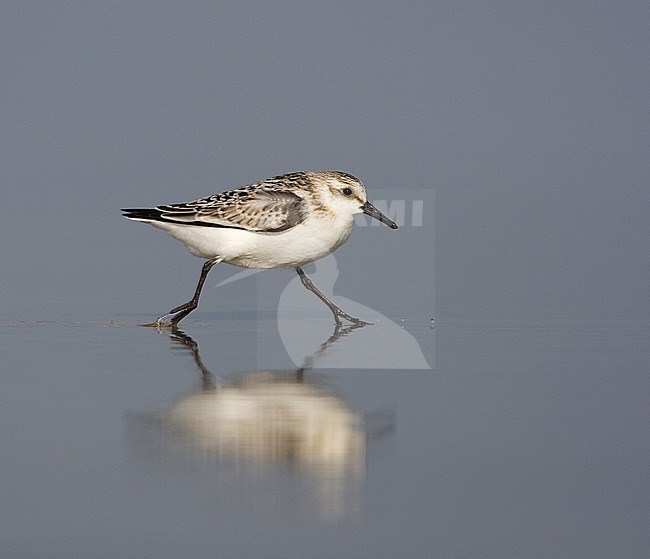 Drieteenstrandloper, Sanderling, Calidris alba stock-image by Agami/Arie Ouwerkerk,