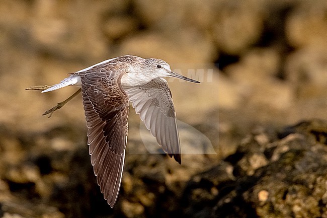 Common Greenshank (Tringa nebularia) in flight on a beach at low tide in Mogadishu, Somalia. stock-image by Agami/David Monticelli,