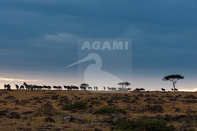 A herd of wildebeests, Connochaetes taurinus, under a stormy sky. Masai Mara National Reserve, Kenya. stock-image by Agami/Sergio Pitamitz,