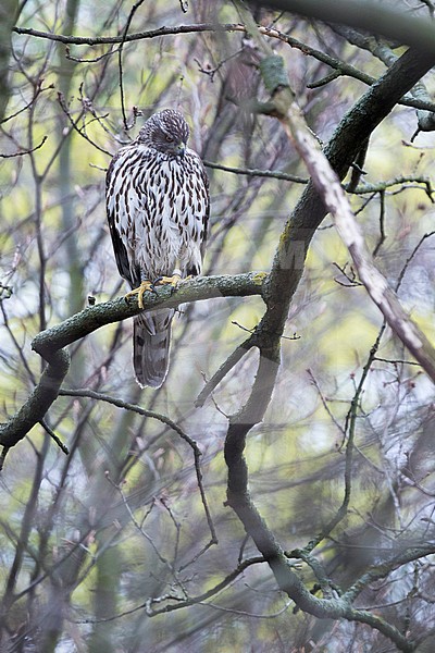 Northern Goshawk - Habicht - Accipiter gentilis ssp. gentilis, Germany, 2nd cy, female stock-image by Agami/Ralph Martin,