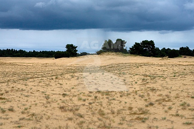 Natuurgebied Kootwijkerzand, Nature reserve Kootwijkerzand stock-image by Agami/Marc Guyt,