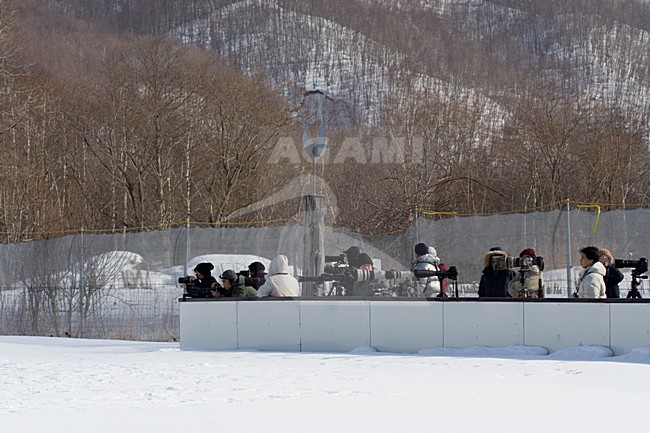 Natuurfotograaf in Japan; Nature photographer in Japan stock-image by Agami/Marc Guyt,