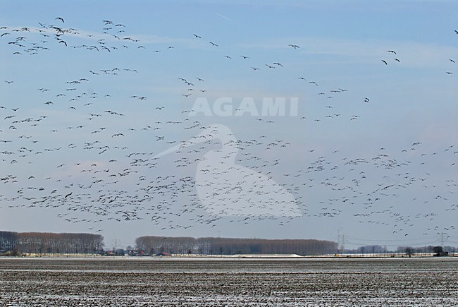 Grote groep Kolganzen in de vlucht; Great flock of Greater White-fronted Geese in flight stock-image by Agami/Hans Gebuis,