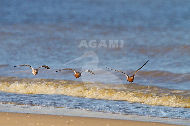 Spring Bar-tailed Godwit (Limosa lapponica) at the beach of Katwijk, Netherlands. stock-image by Agami/Menno van Duijn,