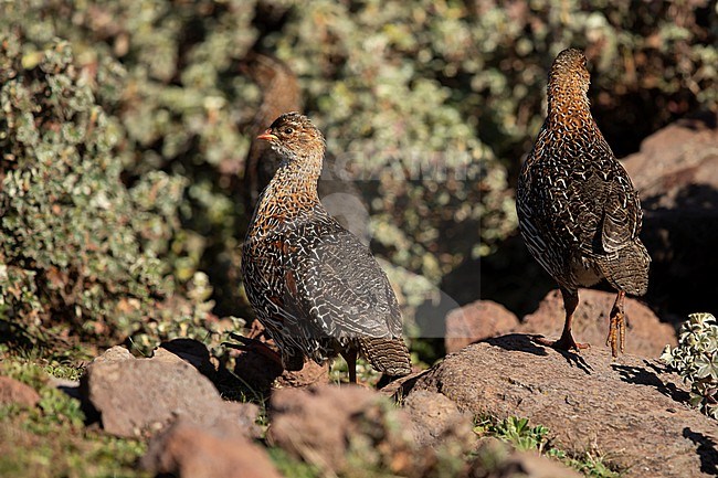 A flock of female Chestnut-naped Francolins (Pternistis castaneicollis ssp. castaneicollis) on Sanetti Plateau in Ethiopia stock-image by Agami/Mathias Putze,