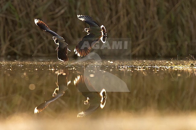 Northern Lapwing, Vanellus vanellus, in Italy. stock-image by Agami/Daniele Occhiato,