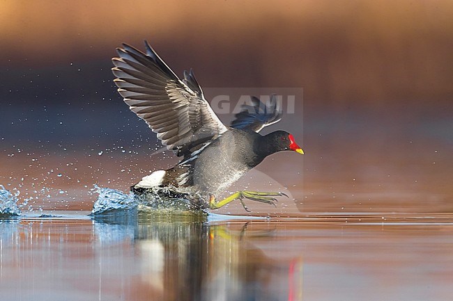 Common Moorhen (Gallinula chloropus) in a shallow pond in Italy. stock-image by Agami/Daniele Occhiato,