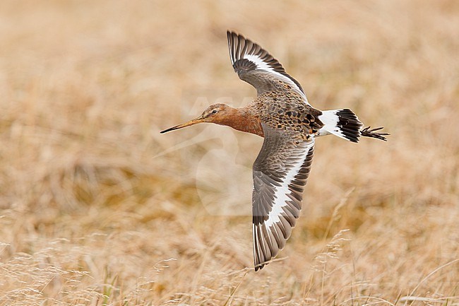 Black-tailed Godwit (Limosa limosa islandica), side view of an adult in flight, Western Region, Iceland stock-image by Agami/Saverio Gatto,