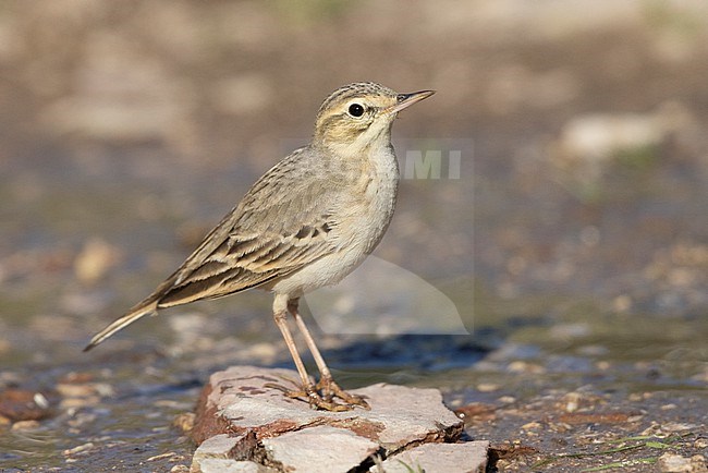 Tawny Pipit (Anthus campestris), side view of an adult in a puddle, Abruzzo, Italy stock-image by Agami/Saverio Gatto,
