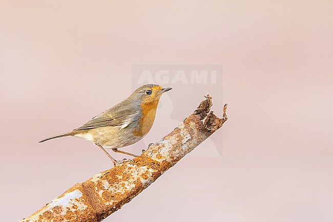  stock-image by Agami/Menno van Duijn,