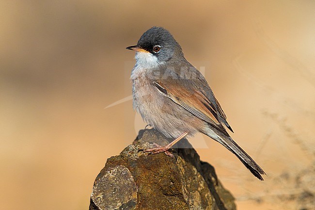 Spectacled Warbler (Sylvia conspicillata orbitalis) on Fuerteventura, Canary island, Spain stock-image by Agami/Daniele Occhiato,