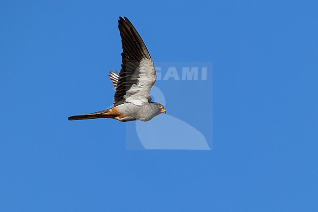 adult male Amur falcon (Falco amurensis) with full goiter in flight, found in Choibalsan in Dornod Aimag in Mongolia stock-image by Agami/Mathias Putze,