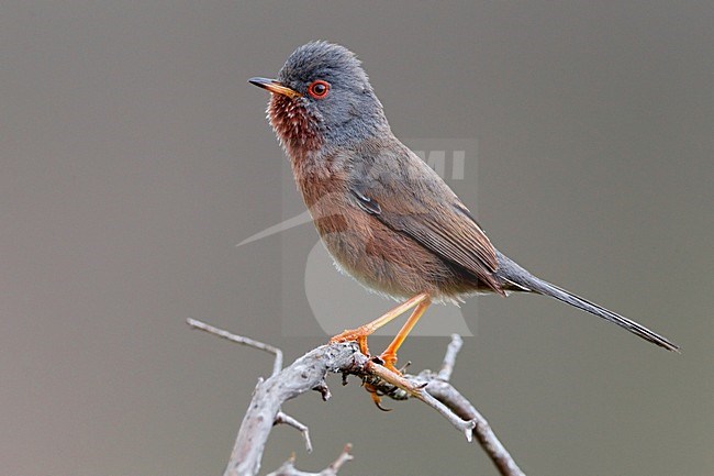 Mannetje Provencaalse Grasmus op een tak; Male Dartford Warbler perched on a branch stock-image by Agami/Daniele Occhiato,