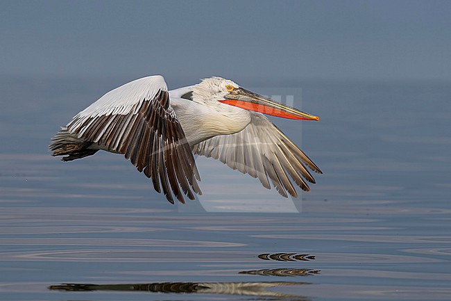 Dalmatian Pelican (Pelecanus crispus) flying over water of lake Kerkini in Greece. stock-image by Agami/Marcel Burkhardt,