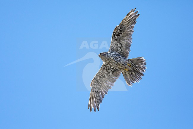 Adult Gyrfalcon (Falco rusticolus) at Seward Peninsula, Alaska, USA during arctic summer (June). stock-image by Agami/Brian E Small,