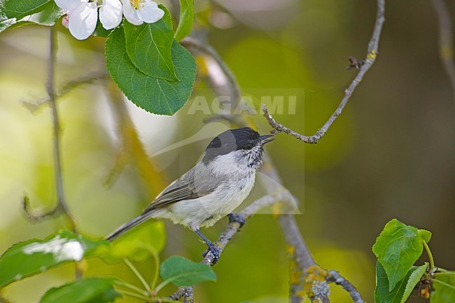 Glanskop zittend op een takje; Marsh Tit perched on twig stock-image by Agami/Markus Varesvuo,