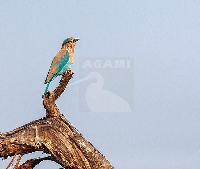 Indian roller (Coracias benghalensis) perched on dead fallen tree. stock-image by Agami/Marc Guyt,