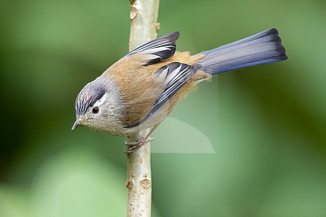 An adult Blue-winged Minla or Blue-winged Siva (Actinodura cyanouroptera) is perching on a branch stock-image by Agami/Mathias Putze,