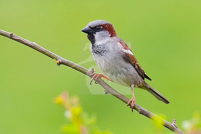 Male House Sparrow (Passer domesticus) perched in a bush against a green background. stock-image by Agami/Arnold Meijer,