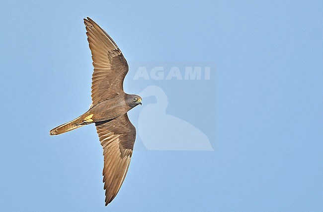 Falco eleonorae, Eleonora's Falcon stock-image by Agami/Eduard Sangster,