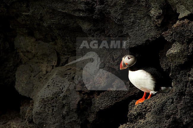 Papegaaiduiker, Atlantic Puffin stock-image by Agami/Danny Green,