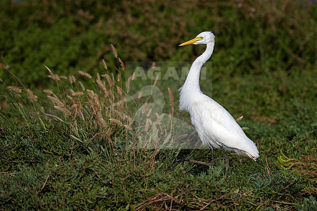 Intermediate Egret (Ardea brachyrhyncha) walking at Mindelo sewage ponds, Mindelo, Sao Vicente, Cape Verde. stock-image by Agami/Vincent Legrand,