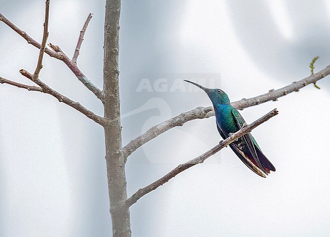 Male Veraguan mango (Anthracothorax veraguensis) in Panama. stock-image by Agami/Pete Morris,
