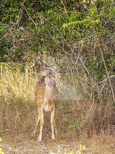 Spotted Deer, Axis axis. Sri Lankan axis deer (Axis axis ceylonensis) stock-image by Agami/Hans Germeraad,