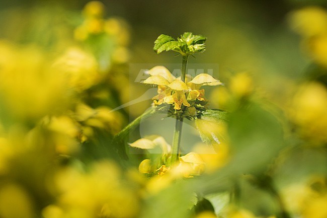 Yellow Archangel flowers stock-image by Agami/Wil Leurs,