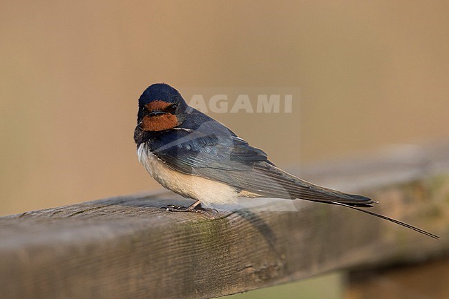 Barn Swallow - Rauchschwalbe - Hirundo rustica ssp. rustica, Hungary, adult male stock-image by Agami/Ralph Martin,