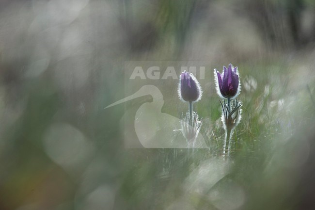 Closeup van bloeiend Wildemanskruid, Close-up of flowering Pasque Flower stock-image by Agami/Rob de Jong,