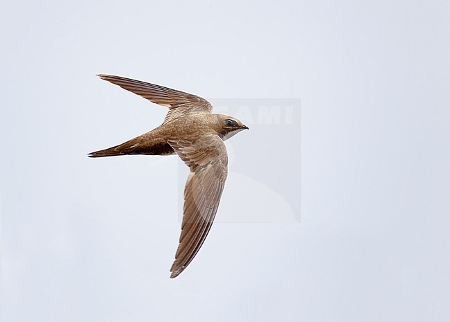 Alpine Swift (Apus melba) in flight in Germany. stock-image by Agami/Ran Schols,