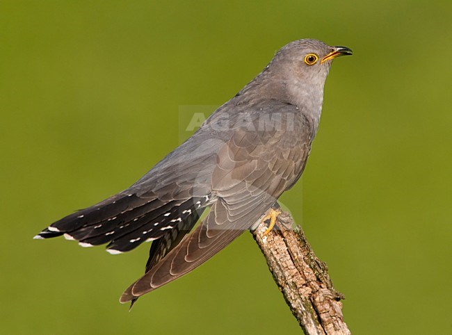 Common Cuckoo; Koekoek stock-image by Agami/Markus Varesvuo,