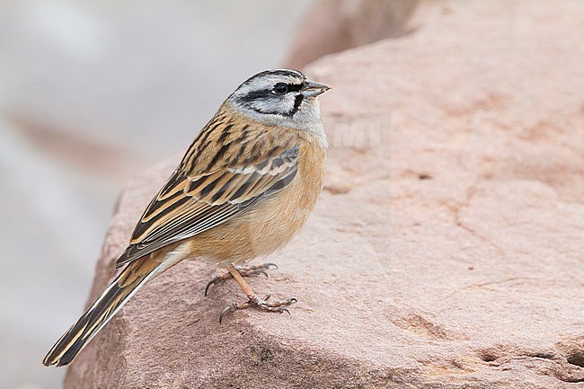 Rock Bunting -Zippammer - Emberiza cia ssp. cia, Morocco, adult male stock-image by Agami/Ralph Martin,