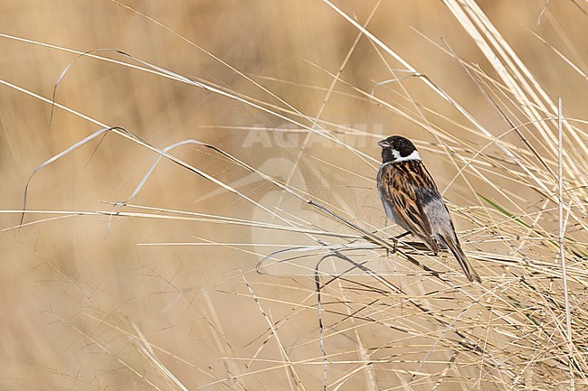 Reed Bunting - Rohrammer - Emberiza schoeniclus ssp. pallidior, Russia (Baikal), adult male stock-image by Agami/Ralph Martin,