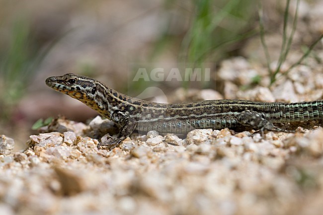 RuiÌˆnehagedis op Corsica, Italian Wall Lizard on Corsica stock-image by Agami/Arnold Meijer,