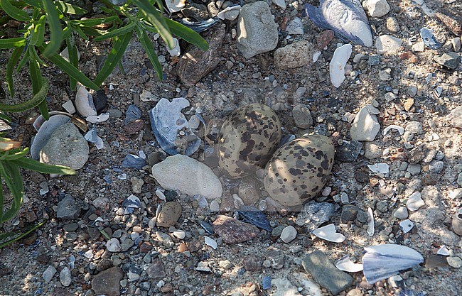 Arctic Tern (Sterna paradisaea) nest with 2 eggs at the beach in Denmark stock-image by Agami/Helge Sorensen,