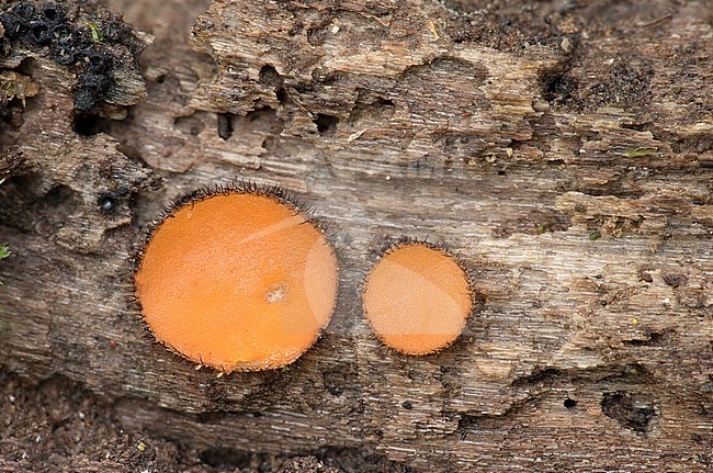 Gewone wimperzwam; Eyelash cup fungus; stock-image by Agami/Walter Soestbergen,