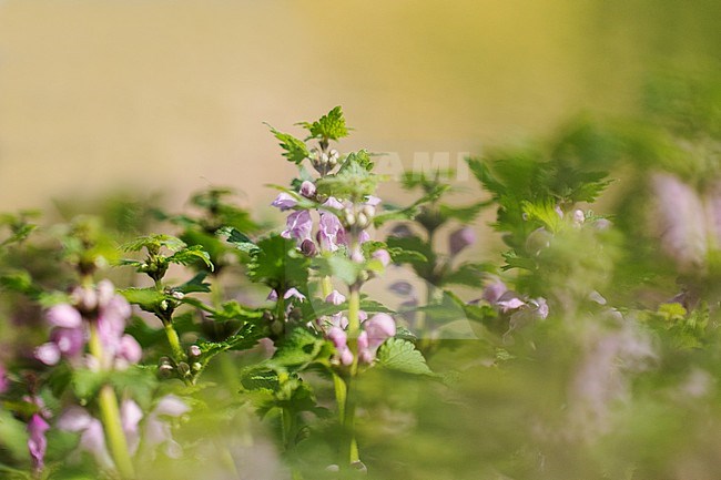Spotted Deadnettle flowers stock-image by Agami/Wil Leurs,