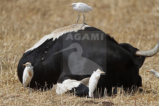 Cattle Egrets (Bubulcus ibis) sitting on and near a bull at la Janda, Andalucia in Spain. stock-image by Agami/Helge Sorensen,