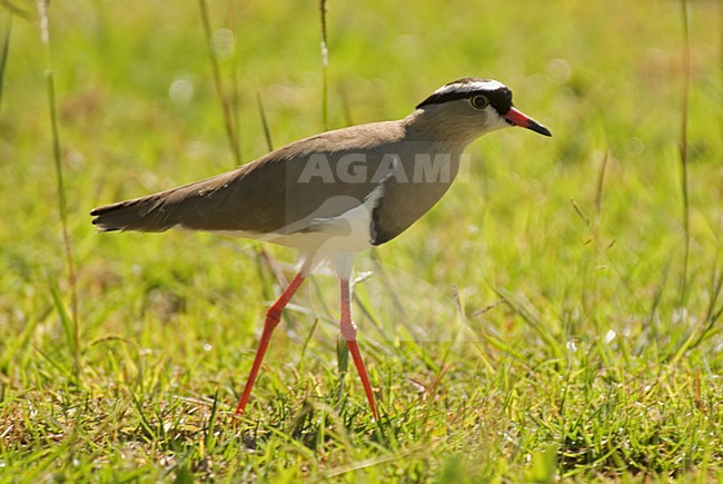 Diadeemkievit staand in gras Zuid Afrika, Crowned Lapwing standing in grass South Africa stock-image by Agami/Wil Leurs,