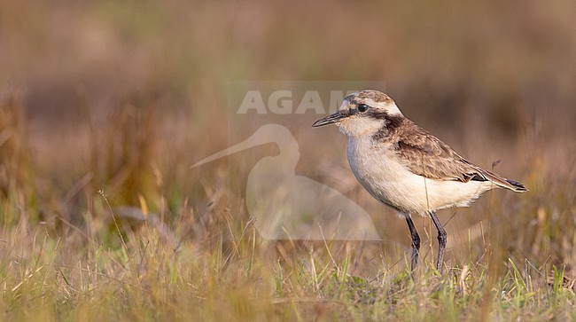 Saint Helena plover (Anarhynchus sanctaehelenae) in Saint Helena island. Locally known as the wirebird. stock-image by Agami/Ian Davies,