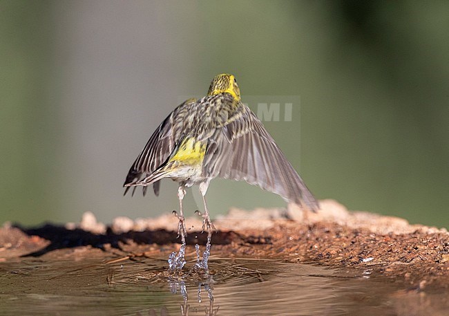 Adult male European Serin (Serinus serinus) taking off from a drinkig pool in Spain. Seen on the back, showing rump. stock-image by Agami/Marc Guyt,